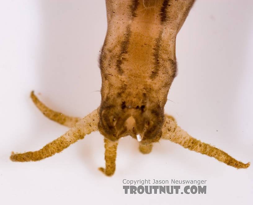 Tipulidae (Crane Flies) Crane Fly Larva from Fall Creek in New York