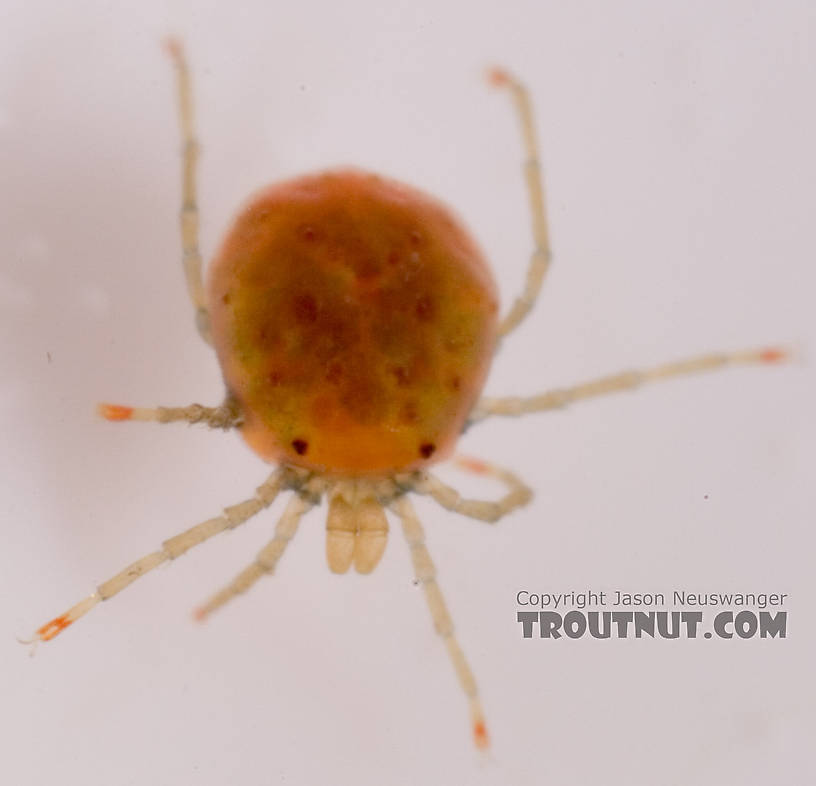 This is the only picture in the set in which the mite was alive.  I had to kill it in alcohol for the others, because it was scurrying around too much to stay in focus at the high zoom level needed to show some detail on such a tiny critter.  Acari (Mites) Mite Adult from Mystery Creek #62 in New York