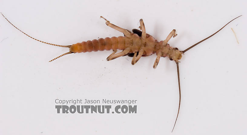 Taenionema atlanticum (Willowfly) Stonefly Nymph from Mystery Creek #62 in New York