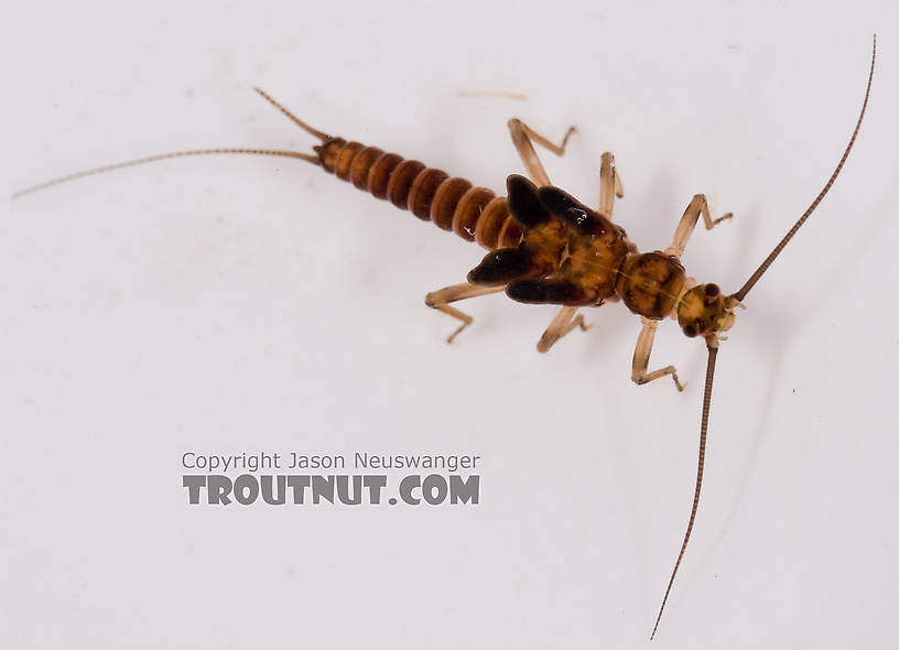 Taenionema atlanticum (Willowfly) Stonefly Nymph from Mystery Creek #62 in New York