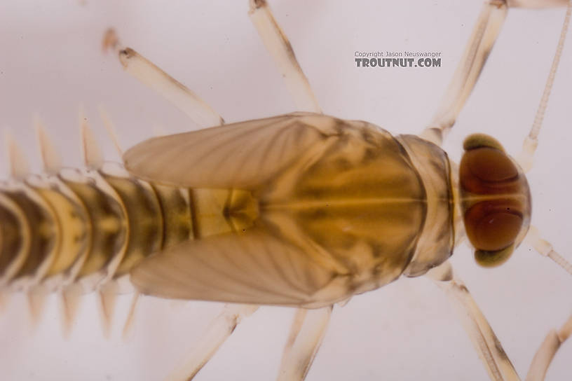 Baetis (Blue-Winged Olives) Mayfly Nymph from Mystery Creek #62 in New York