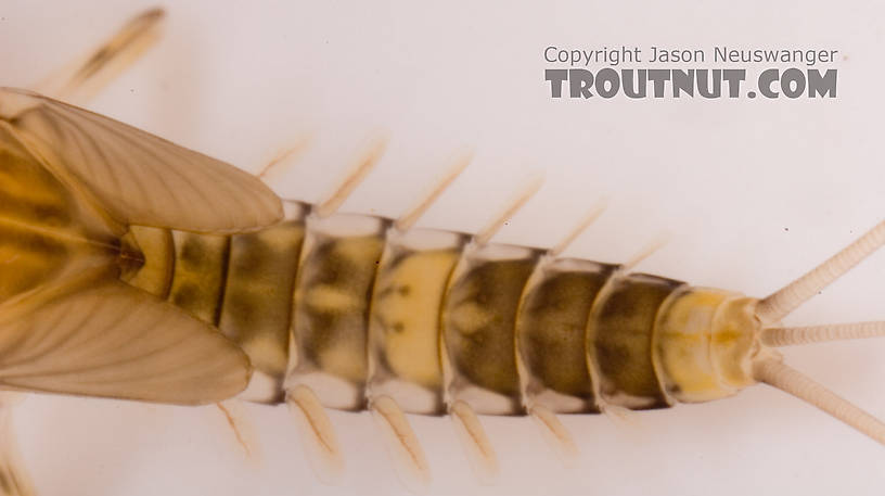 Baetis (Blue-Winged Olives) Mayfly Nymph from Mystery Creek #62 in New York