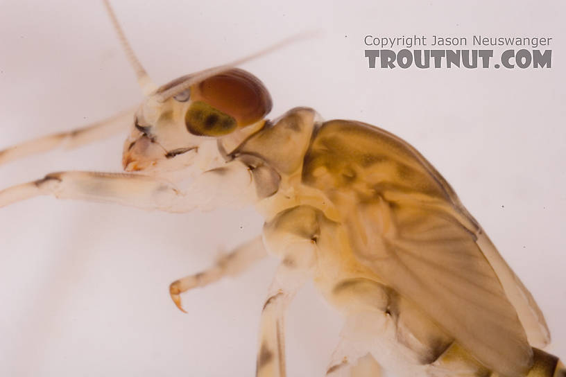 Baetis (Blue-Winged Olives) Mayfly Nymph from Mystery Creek #62 in New York