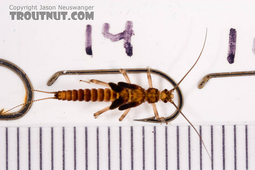 Taenionema atlanticum (Willowfly) Stonefly Nymph from Mystery Creek #62 in New York