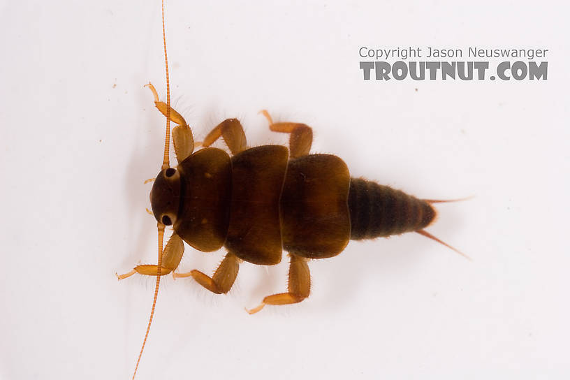 Tallaperla (Roachflies) Stonefly Nymph from Mystery Creek #62 in New York