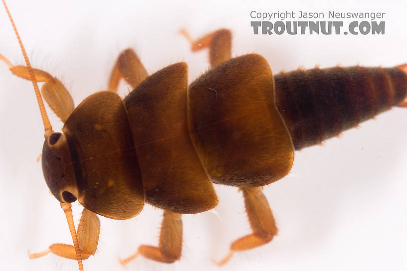 Tallaperla (Roachflies) Stonefly Nymph from Mystery Creek #62 in New York