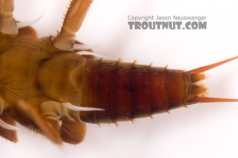 Tallaperla (Roachflies) Stonefly Nymph from Mystery Creek #62 in New York