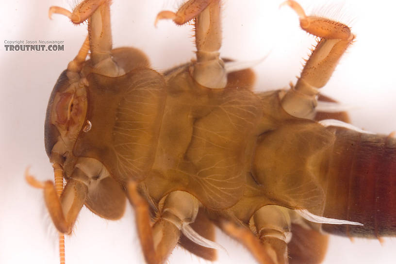 Tallaperla (Roachflies) Stonefly Nymph from Mystery Creek #62 in New York