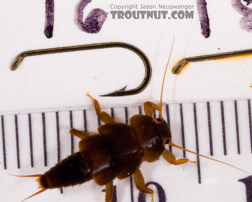 Tallaperla (Roachflies) Stonefly Nymph from Mystery Creek #62 in New York