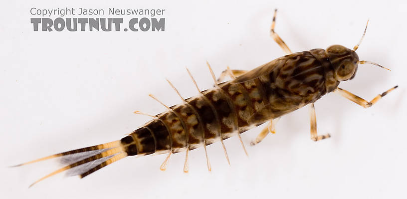 Ameletus ludens (Brown Dun) Mayfly Nymph from Mystery Creek #62 in New York