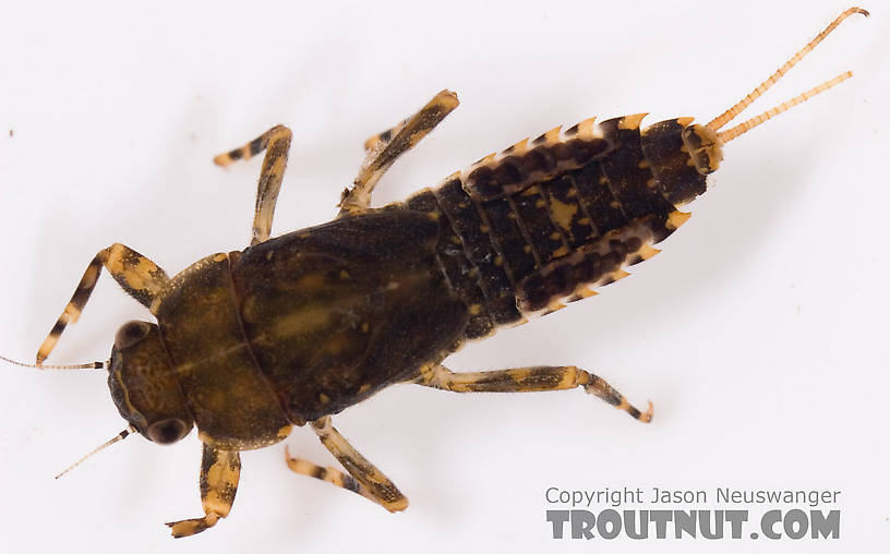 Ephemerella invaria (Sulphur Dun) Mayfly Nymph from Mystery Creek #62 in New York