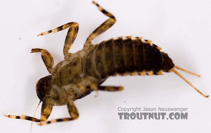 Ephemerella invaria (Sulphur Dun) Mayfly Nymph from Mystery Creek #62 in New York