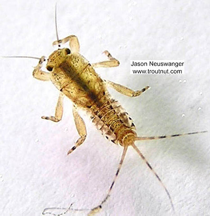 Ephemerella (Hendricksons, Sulphurs, PMDs) Mayfly Nymph from the Namekagon River in Wisconsin