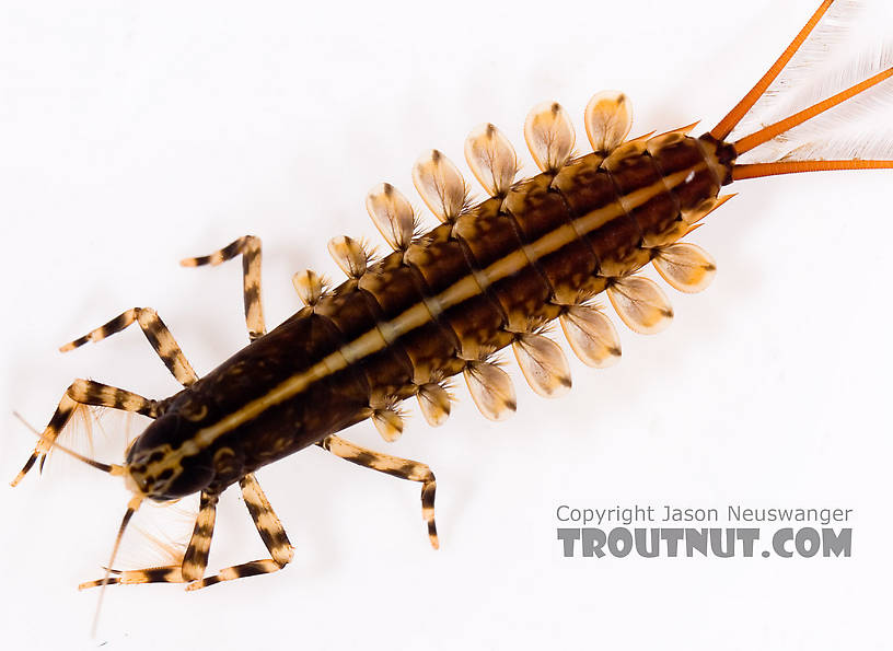 Isonychia bicolor (Mahogany Dun) Mayfly Nymph from Mystery Creek #62 in New York