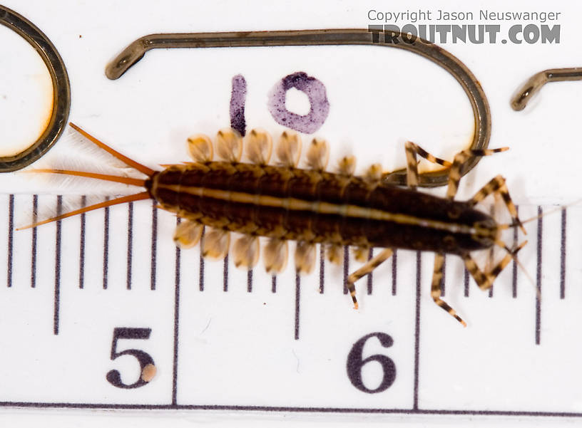 Isonychia bicolor (Mahogany Dun) Mayfly Nymph from Mystery Creek #62 in New York