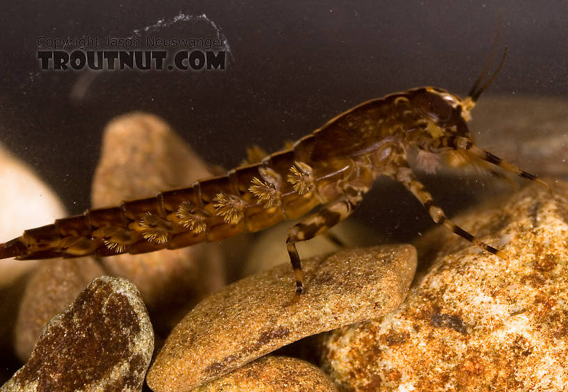 Isonychia bicolor (Mahogany Dun) Mayfly Nymph from Mystery Creek #62 in New York