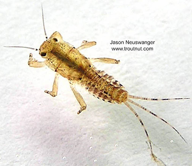 Ephemerella (Hendricksons, Sulphurs, PMDs) Mayfly Nymph from the Namekagon River in Wisconsin