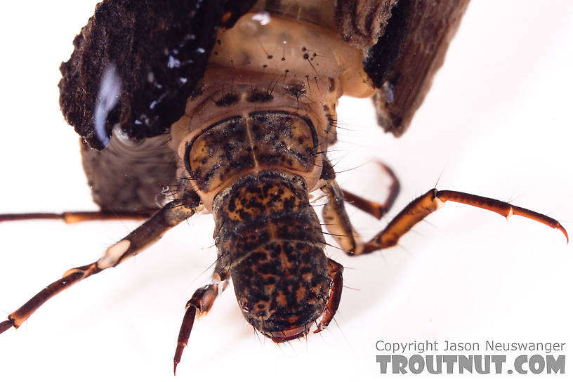 Pycnopsyche (Great Autumn Brown Sedges) Caddisfly Larva from Mystery Creek #62 in New York