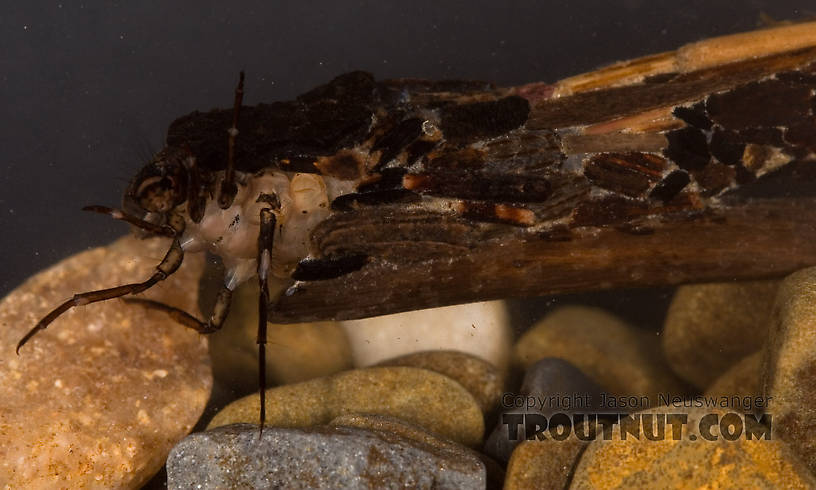 Look closely at these pictures of the case and you can see it's not solid wood pieces, but that some of the silk used to attach the wood is showing through in the cracks.  Pycnopsyche (Great Autumn Brown Sedges) Caddisfly Larva from Mystery Creek #62 in New York