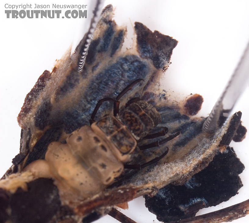 I cut open the top of this larva's case and spread it out so you can see what the inside looks like.  It's a tough coating of silk, surprisingly thick.  Pycnopsyche (Great Autumn Brown Sedges) Caddisfly Larva from Mystery Creek #62 in New York