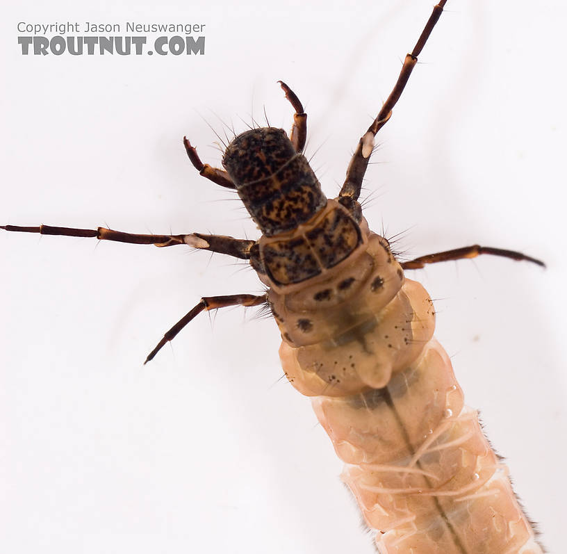 Pycnopsyche (Great Autumn Brown Sedges) Caddisfly Larva from Mystery Creek #62 in New York