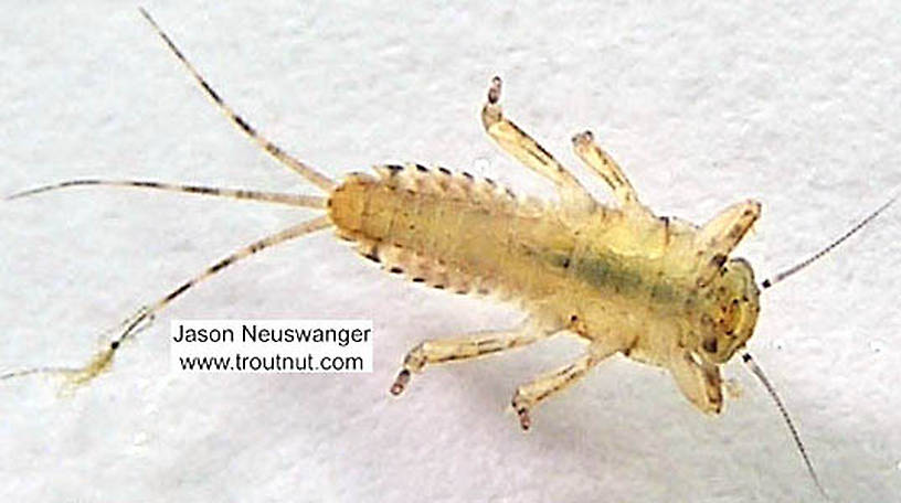 Ephemerella (Hendricksons, Sulphurs, PMDs) Mayfly Nymph from the Namekagon River in Wisconsin