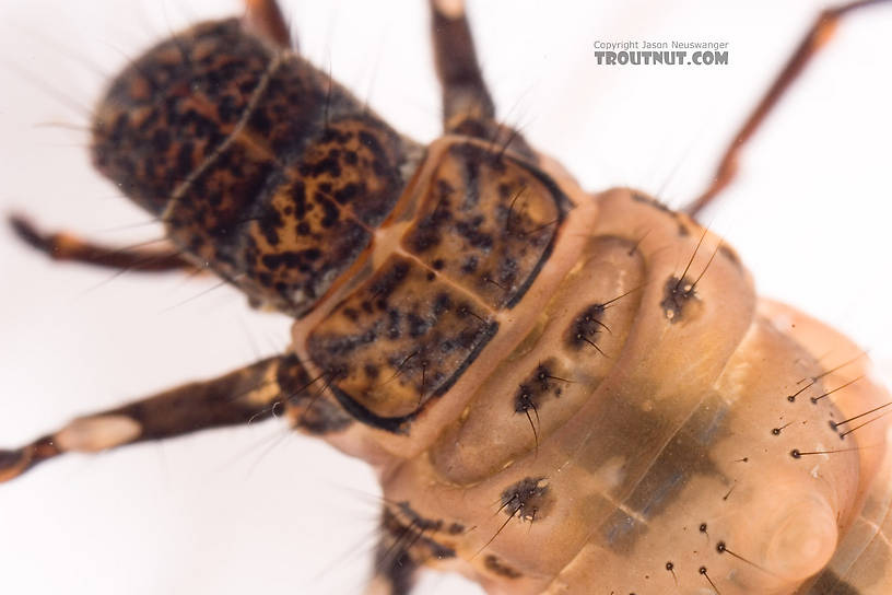 Pycnopsyche (Great Autumn Brown Sedges) Caddisfly Larva from Mystery Creek #62 in New York