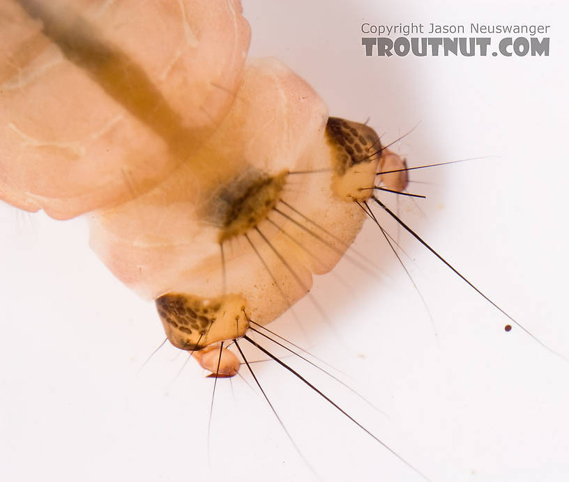 Pycnopsyche (Great Autumn Brown Sedges) Caddisfly Larva from Mystery Creek #62 in New York