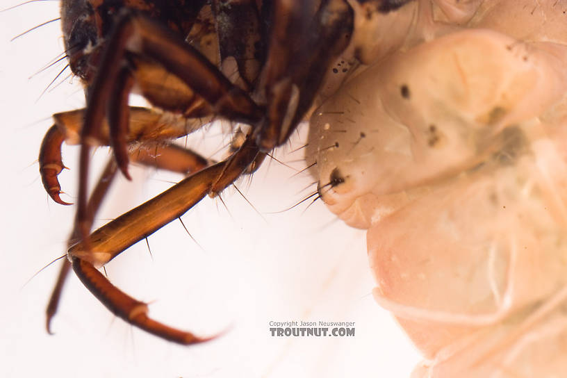 Pycnopsyche (Great Autumn Brown Sedges) Caddisfly Larva from Mystery Creek #62 in New York