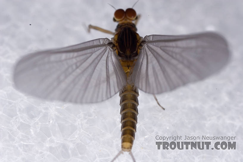 Male Baetis tricaudatus (Blue-Winged Olive) Mayfly Dun from Owasco Inlet in New York