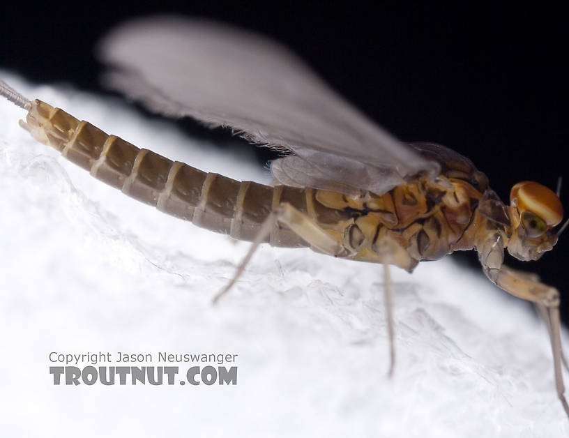 Male Baetis tricaudatus (Blue-Winged Olive) Mayfly Dun from Owasco Inlet in New York