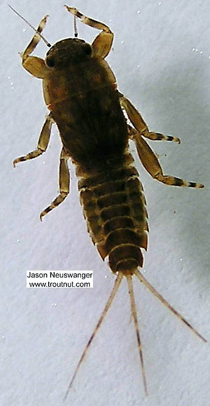 Ephemerella (Hendricksons, Sulphurs, PMDs) Mayfly Nymph from the Namekagon River in Wisconsin