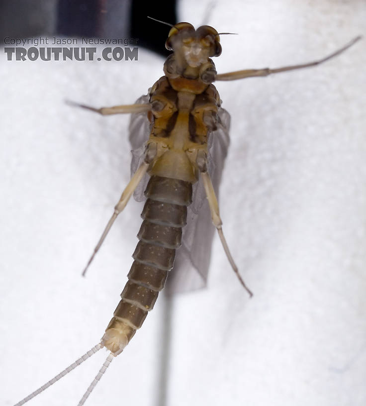 Male Baetis tricaudatus (Blue-Winged Olive) Mayfly Dun from Owasco Inlet in New York