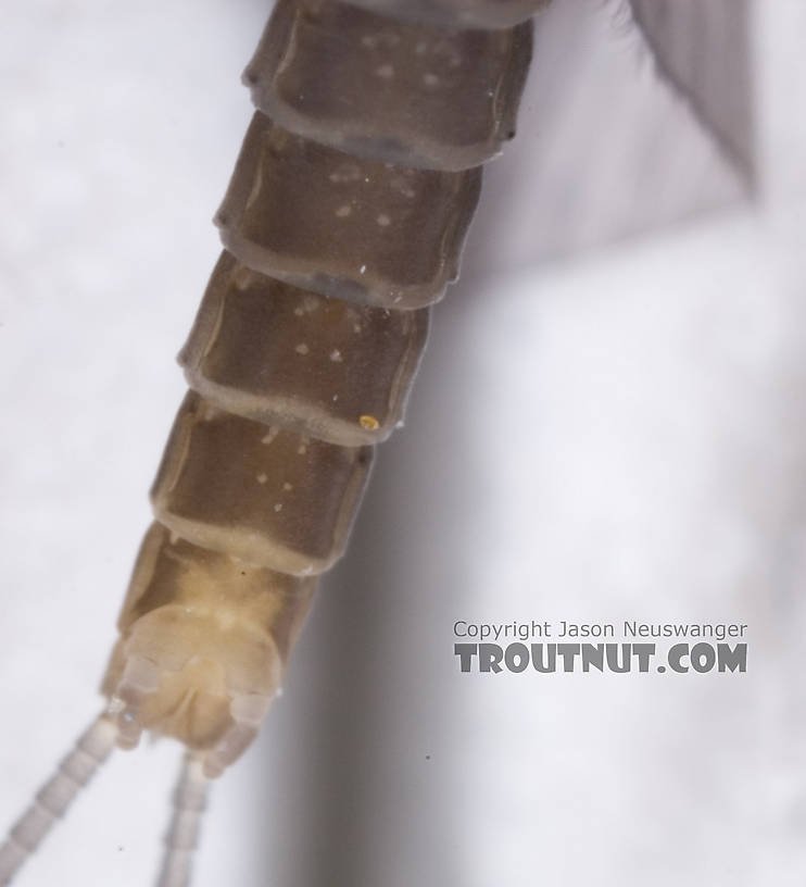 Male Baetis tricaudatus (Blue-Winged Olive) Mayfly Dun from Owasco Inlet in New York