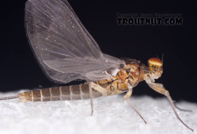 Male Baetis tricaudatus (Blue-Winged Olive) Mayfly Dun from Owasco Inlet in New York