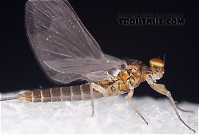 Male Baetis tricaudatus (Blue-Winged Olive) Mayfly Dun