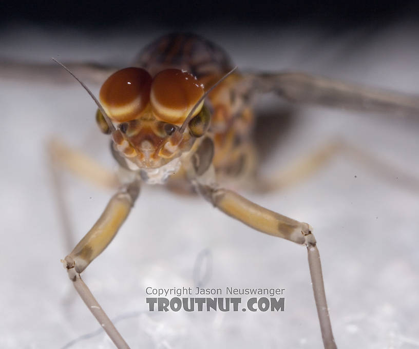 Male Baetis tricaudatus (Blue-Winged Olive) Mayfly Dun from Owasco Inlet in New York