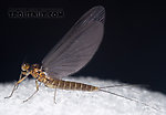 Female Baetis tricaudatus (Blue-Winged Olive) Mayfly Dun from Owasco Inlet in New York