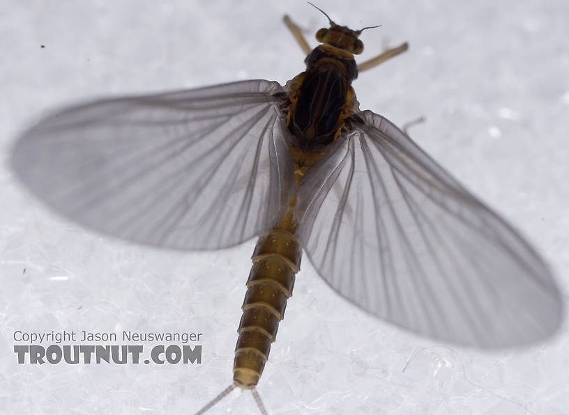 Female Baetis tricaudatus (Blue-Winged Olive) Mayfly Dun from Owasco Inlet in New York