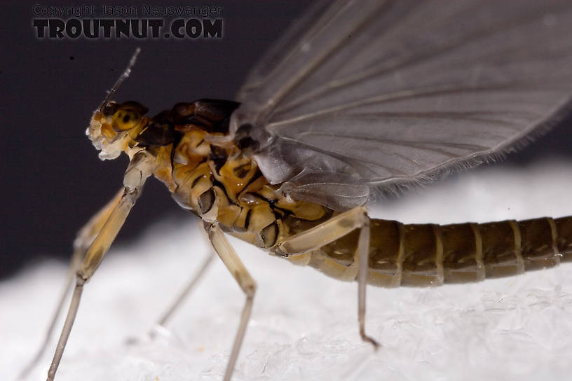 Female Baetis tricaudatus (Blue-Winged Olive) Mayfly Dun from Owasco Inlet in New York