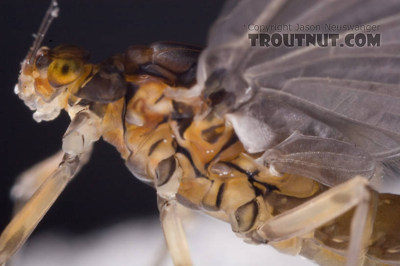 Female Baetis tricaudatus (Blue-Winged Olive) Mayfly Dun from Owasco Inlet in New York