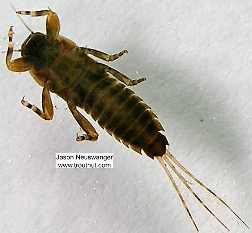 Ephemerella (Hendricksons, Sulphurs, PMDs) Mayfly Nymph from the Namekagon River in Wisconsin