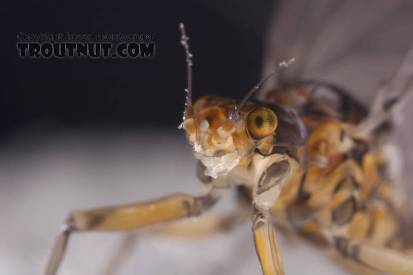 Female Baetis tricaudatus (Blue-Winged Olive) Mayfly Dun from Owasco Inlet in New York