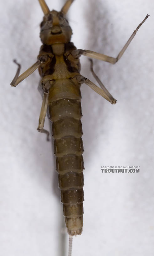 Female Baetis tricaudatus (Blue-Winged Olive) Mayfly Dun from Owasco Inlet in New York