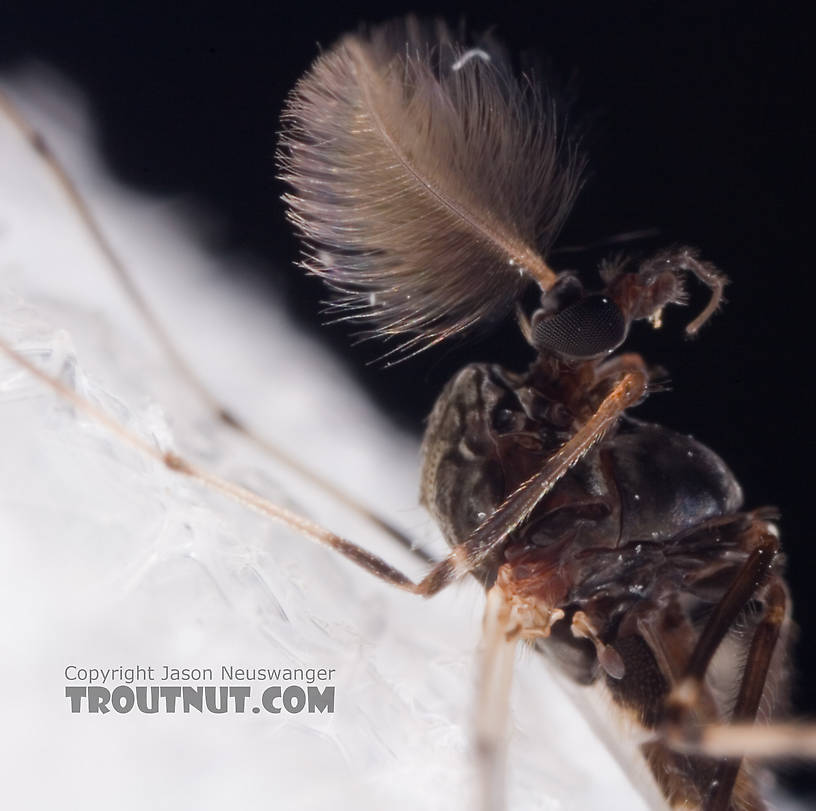 Male Stictochironomus Midge Adult from Mystery Creek #62 in New York