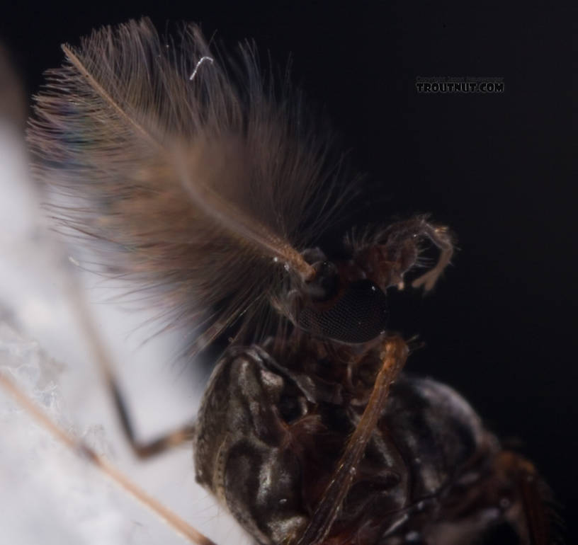 Male Stictochironomus Midge Adult from Mystery Creek #62 in New York