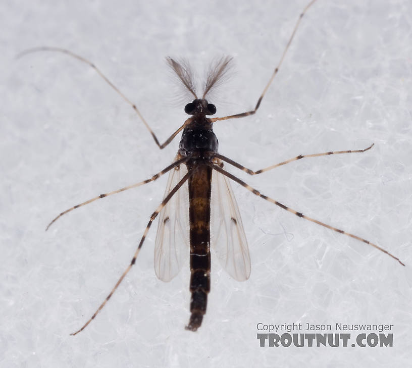 Male Stictochironomus Midge Adult from Mystery Creek #62 in New York