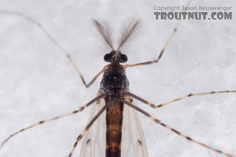 Male Stictochironomus Midge Adult from Mystery Creek #62 in New York