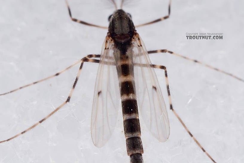 Male Stictochironomus Midge Adult from Mystery Creek #62 in New York