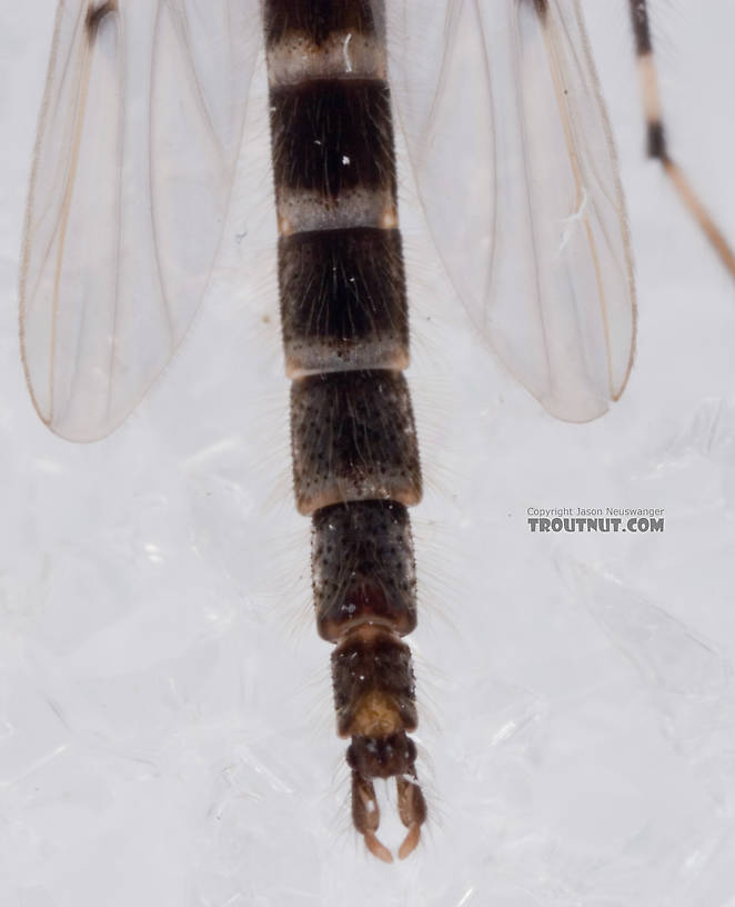 Male Stictochironomus Midge Adult from Mystery Creek #62 in New York